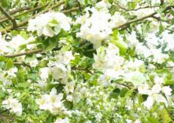 1. Mai Bluesmusik 2009