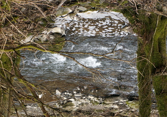 Magie im Jammertal - Belebte Natur
