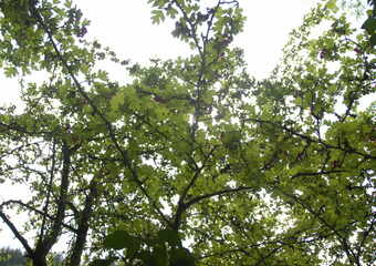 Waldbaden