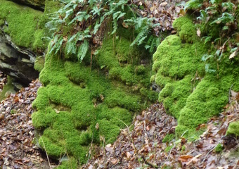 Magie im Jammertal - Belebte Natur