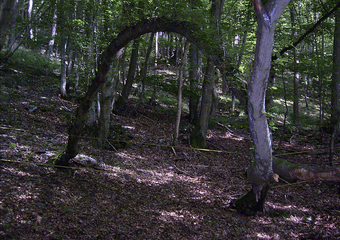 Magie im Jammertal - Belebte Natur