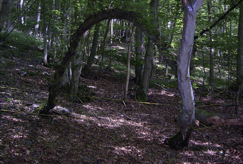 Galerie 'Magie im Jammertal - Belebte Natur'