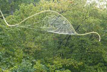 Spinnenwebe