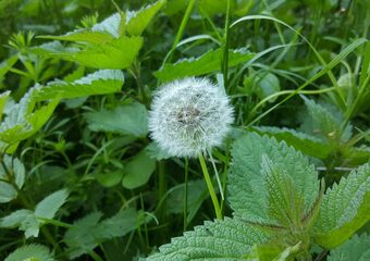 einfach wild - essbare Wildpflanzen